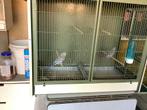 Grasparkiet, Dieren en Toebehoren, Ophalen, Zo goed als nieuw
