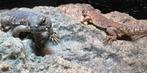 Uromastyx nigriventris Flame Juveniel 0.0.2, Lézard, Domestique, 0 à 2 ans