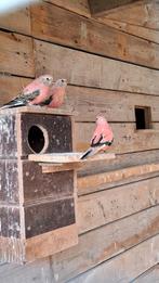 5 jonge roze bourkes, Dieren en Toebehoren, Vogels | Parkieten en Papegaaien, Meerdere dieren, Parkiet