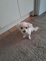 Malthezer teefje, Enlèvement