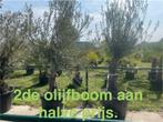 ‼️olijfbomen aan de beste prijzen ‼️, Tuin en Terras, Ophalen