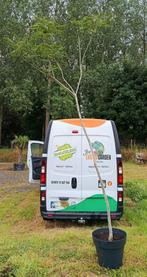 Albizia julibrissin, winterharde Slaapboom, Ophalen of Verzenden