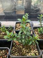 5 stuks 'Myrtus communis' Mirte plantjes, Ophalen