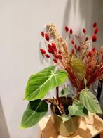 Philodendron Gloriosum, Maison & Meubles, Enlèvement ou Envoi