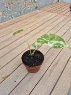 alocasia macrorrhiza variegata, Ophalen