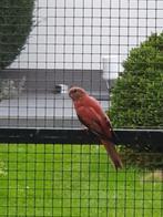 Ik zoek de kweker van deze bourke parkiet, Dieren en Toebehoren, Vogels | Parkieten en Papegaaien, Parkiet