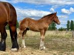 Trekpaard hengstveulen, Dieren en Toebehoren, Paarden, Hengst, 0 tot 2 jaar