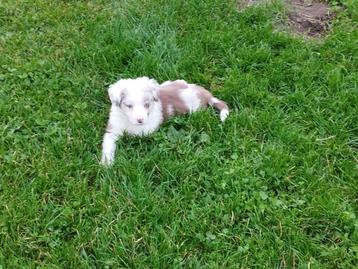 border collie pups geboren op boerderij beschikbaar voor biedingen