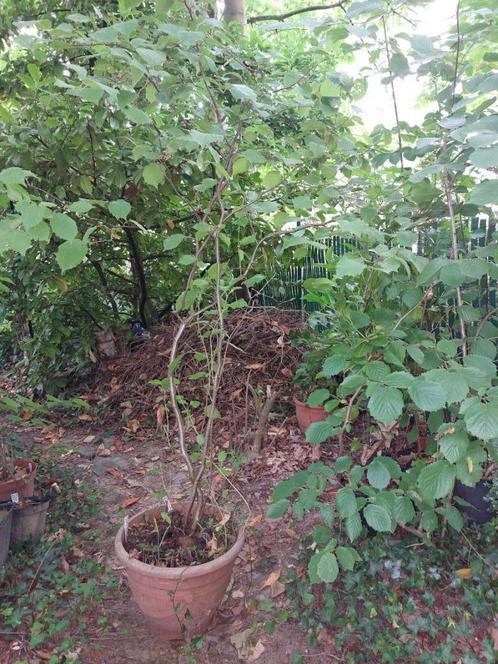 Noisetier commun jeune arbuste de 200cm environ, Tuin en Terras, Planten | Struiken en Hagen, Struik, Overige soorten, 100 tot 250 cm