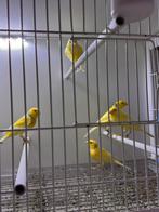 Waterslagers, Dieren en Toebehoren, Vogels | Kanaries, Zangkanarie