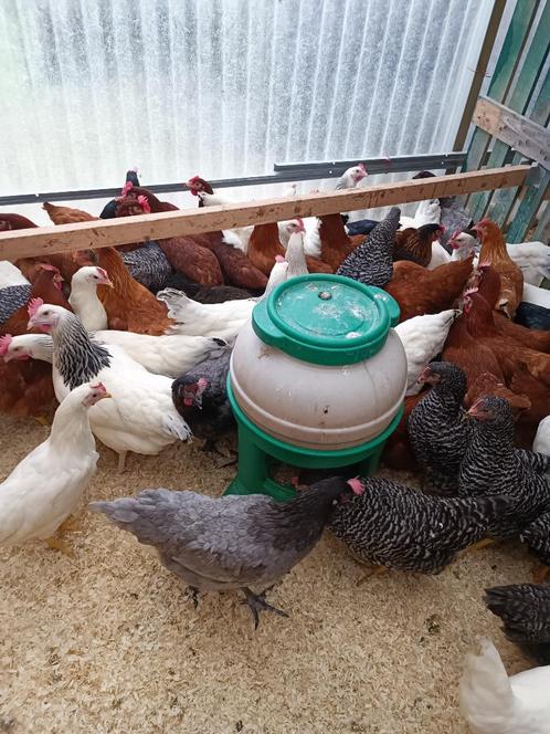 Pluimvee te 1760 Roosdaal VRIJ/ZA/ZONDAG open van 9 tot 19u, Dieren en Toebehoren, Pluimvee, Kip, Vrouwelijk
