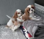 Prachtige cavalier king charles pups van geteste ouders, België, Fokker | Hobbymatig, CDV (hondenziekte), 8 tot 15 weken