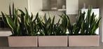 Sanseveria’s in bloembakken met reservoir, Huis en Inrichting, Kamerplanten, Ophalen