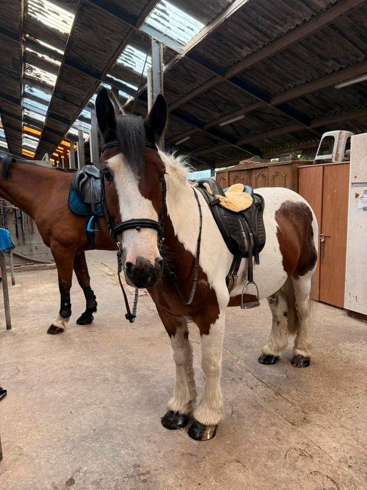 Halve stal gezocht voor mijn lieve Tinker!, Dieren en Toebehoren, Paarden