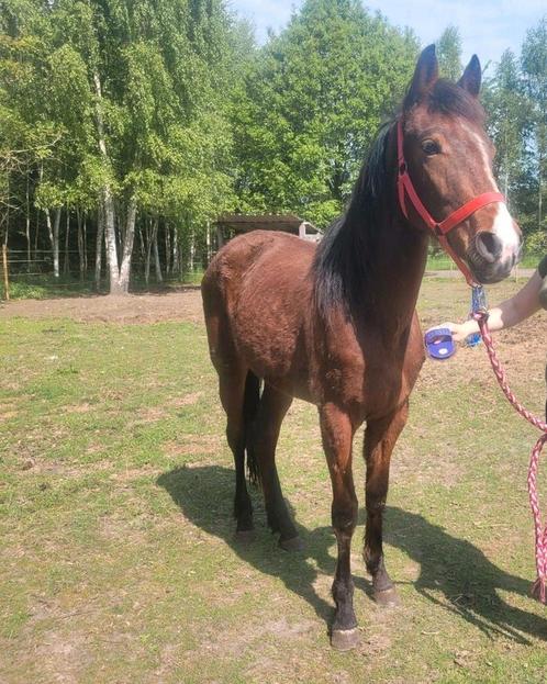 2 jarige merrie, Dieren en Toebehoren, Paarden, Merrie, Ontwormd