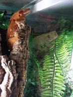 Wimpergekko Man, Dieren en Toebehoren