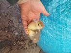 Jonge barbrieeenden, Meerdere dieren, Eend