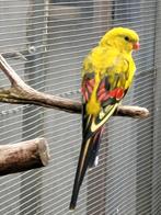 Parkieten, Dieren en Toebehoren