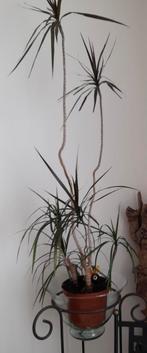 Kamerplant 120cm hoog, Huis en Inrichting, Kamerplanten, Ophalen