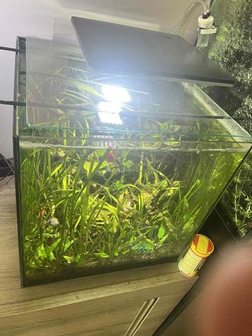 60L Aquarium + inhoud beschikbaar voor biedingen