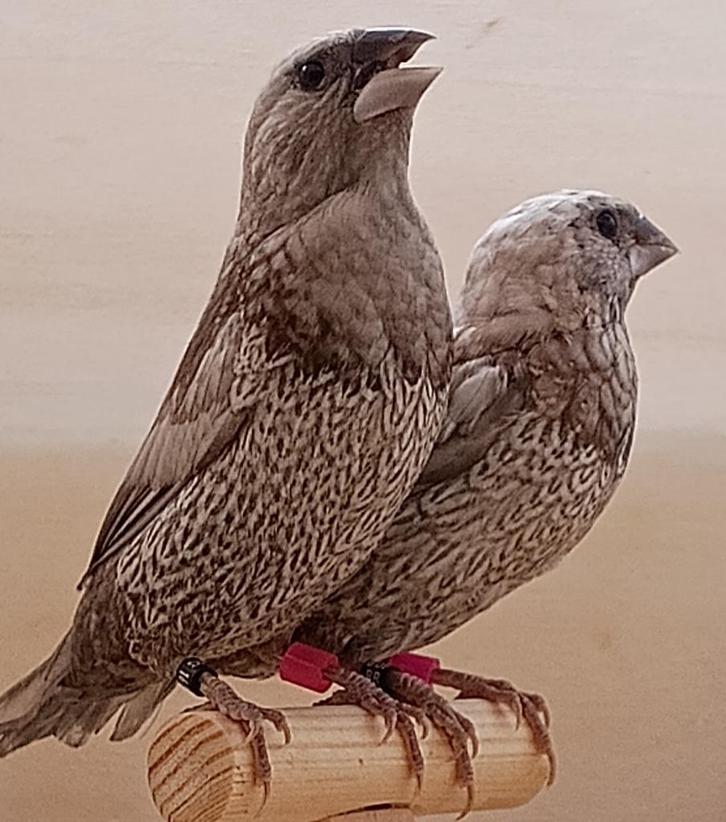 bruin grijs geparelde japanse meeuwtjes, Dieren en Toebehoren, Vogels | Overige Vogels, Tropenvogel, Meerdere dieren, Tam, Geringd