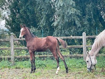 Hengstveulen uit topmoeder en vader beschikbaar voor biedingen