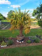 Palmier, Tuin en Terras, Planten | Bomen, Ophalen, Palmboom