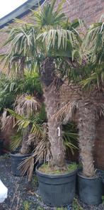 Winterharde palmbomen aan onklopbare prijzen, Tuin en Terras, Ophalen