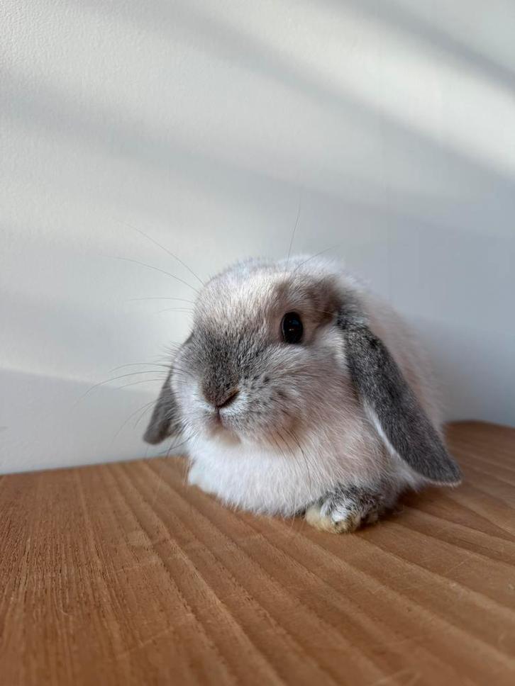 Infirmière Minilop, Animaux & Accessoires, Lapins