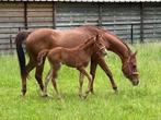 Merrieveulen uit Orchid’s lijn, Dieren en Toebehoren, Pony's, Merrie, Gechipt, Springpony, 0 tot 2 jaar