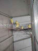 Gele kanaries, Dieren en Toebehoren, Vogels | Kanaries, Geslacht onbekend, Kleurkanarie