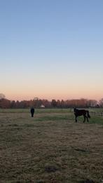 Opzoek naar een paardje., Dieren en Toebehoren, Paarden
