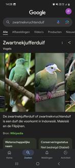 Zwartnekvruchtenduif duivin, Dieren en Toebehoren