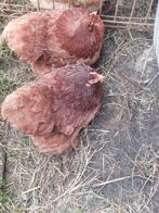 Cochin kriel hennen 2025 evt. met krulveer haan, Dieren en Toebehoren, Pluimvee