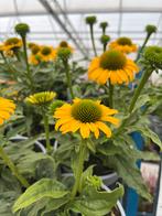 Echinacea SunSeekers ‘Yellow’ P17cm, Tuin en Terras, Ophalen, Zomer, Vaste plant, Volle zon