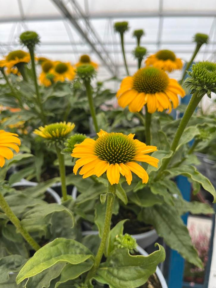 Echinacea SunSeekers ‘Yellow’ P17cm, Tuin en Terras, Planten | Tuinplanten, Vaste plant, Volle zon, Zomer, Ophalen