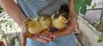 Baby eenden, 2 stuks, geboren 20 juni 2025, Dieren en Toebehoren, Overige Dieren, Geslacht onbekend