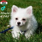 Marlo, Monty & Moby - Witte Kleine Keesjes te koop, Dieren en Toebehoren, Honden | Poolhonden, Keeshonden en Oertypen, 15 weken tot 1 jaar