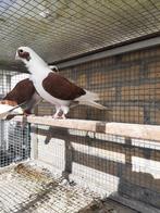 Syrië duiven, Dieren en Toebehoren, Vogels | Duiven