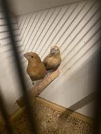 Loodbekjes, Dieren en Toebehoren