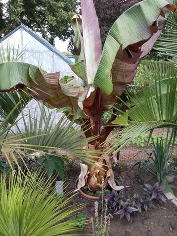 Bananen-bananas Ensete ventricosum beschikbaar voor biedingen