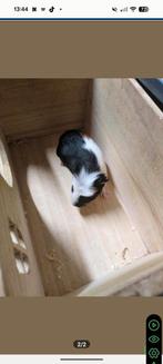 2 cavia's te koop 15 euro stuk !, Dieren en Toebehoren, November, Geslacht onbekend, Cavia