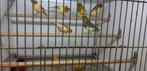 HARLEKIJNEN, Meerdere dieren, Kleurkanarie