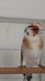 Putters, Dieren en Toebehoren, Mannelijk, Wildzangvogel, Geringd
