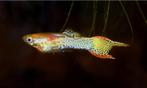 Peau de serpent Guppy Endler - Location : Heerlen, NL, Poisson, Poisson d'eau douce, Banc de poissons