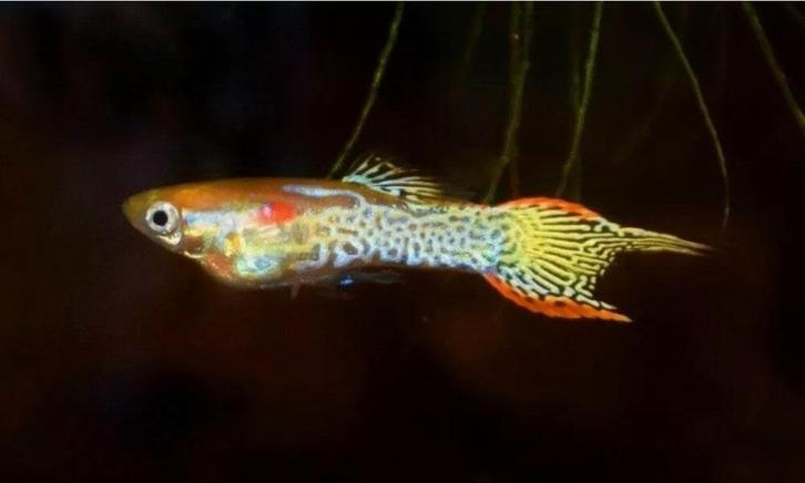 Guppy Endler Snake Skin - Locatie Heerlen NL, Animaux & Accessoires, Poissons | Poissons d'aquarium, Poisson d'eau douce, Poisson
