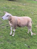 Jeune brebis, Animaux & Accessoires, Moutons, Chèvres & Cochons, Mouton, Femelle, 0 à 2 ans