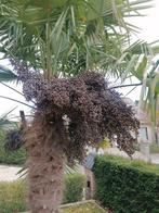 palmboom zaden Winterharde waaierpalm trachycarpus fortunei, Jardin & Terrasse, Bulbes & Semences, Graine, Plein soleil, Printemps