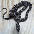 Korenslang 9 maand, Coral Anery (mét roze !), Dieren en Toebehoren, Slang, Tam, 0 tot 2 jaar