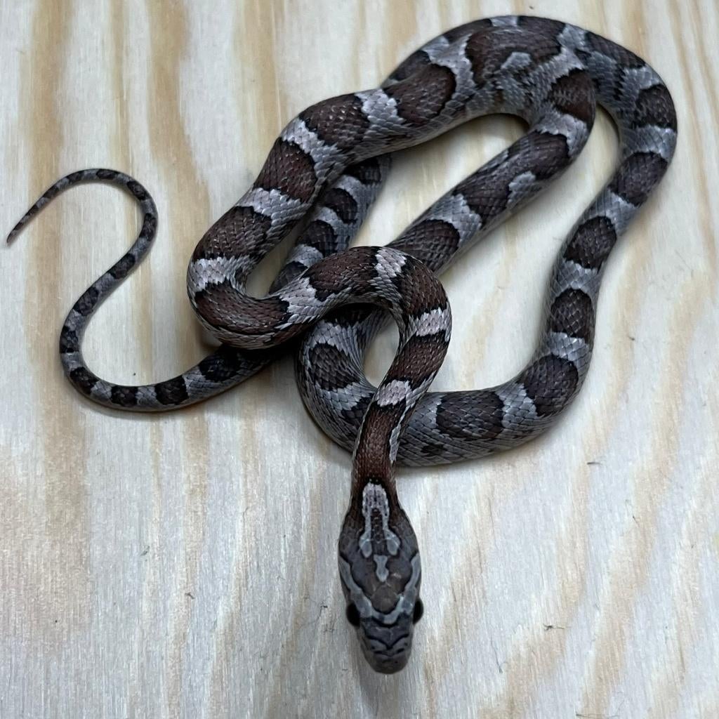 Korenslang 9 maand, Coral Anery (mét roze !), Animaux & Accessoires, Reptiles & Amphibiens, Serpent, 0 à 2 ans, Domestique